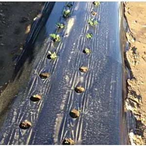 FOLIJA CRNA LIRSA 1,3 m šir.-0,05mm s rupama 25X25,rola 1000 m