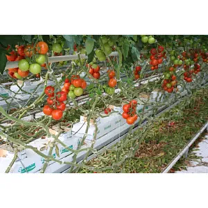 DUMONA GROWBAGS ZA JAGODE 23L - 8 rupa promjera 5 cm, duljine 1 m.