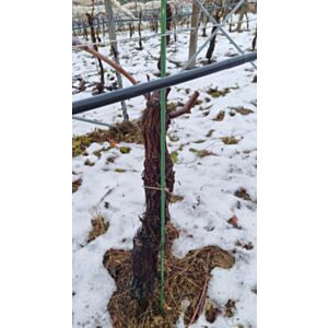 Stakloplastični kolčić 1500 x 10 mm - cijena po kom