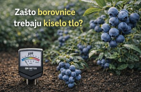 Borovnice i kisela tla - kako osigurati zdrav rast i bogat urod